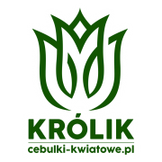 królik